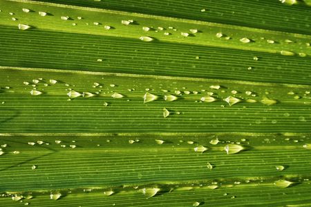 Radiant pattern of green palm leafの写真素材