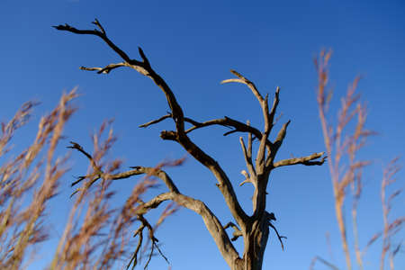 The dead branches of a tree stand in front of the blue sky.の写真素材