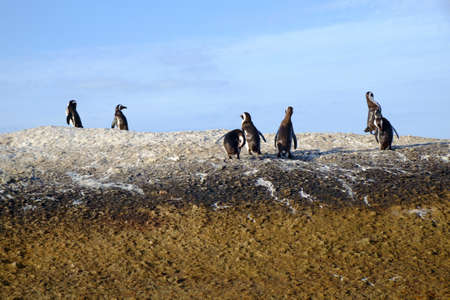Penguins at Boulders Beach, South Africa.の写真素材