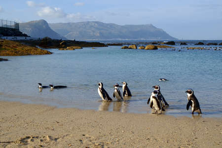 Penguins at Boulders Beach, South Africa.の写真素材