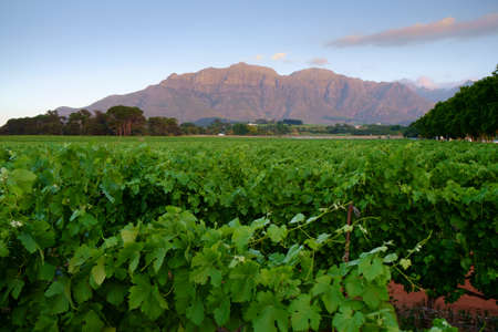 Wine country in South Africa.の写真素材