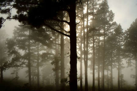 Sunlight beams through the misty forest.の写真素材