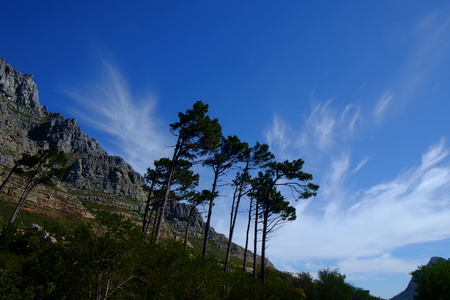 Conifer trees in the foreground of Table Mountain in Cape Town, South Africa.の写真素材