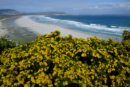 Wild flowers in bloom, Cape Town.の写真素材