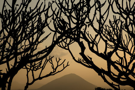 A hilltop can be seen behind the silhoutte of tree branches.の写真素材
