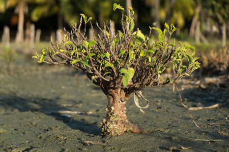 A young mangrove tree growing out of the mud.の写真素材