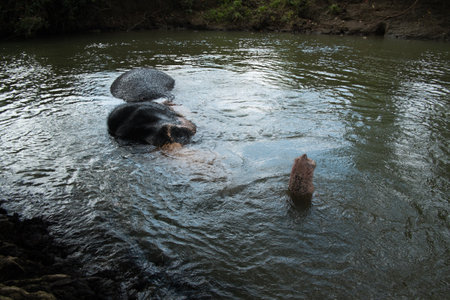 An elephant plays in the water.の写真素材