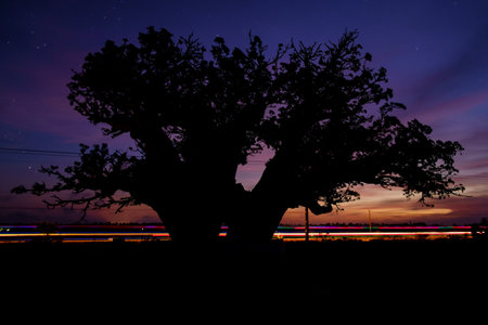 Mannar in north west Sri Lanka is know for it's baobab trees.