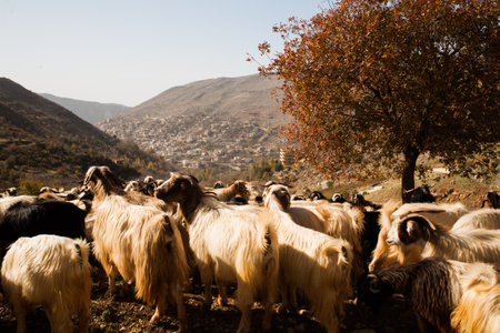 Goats being herded in South Lebanon.の写真素材