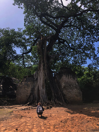 A lady crouching in front of a large rubber tree.の写真素材