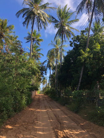 Many of the roads in Watamu are just sand roads winding through coconut plantations.の写真素材