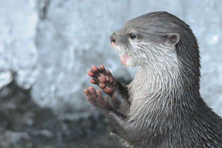 otter handsの写真素材