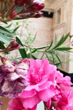 Pink oleander flowers in a pot on a background of greenery