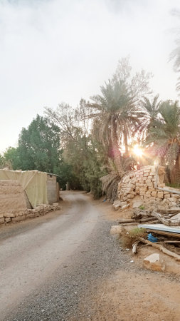 The road in the desert leading to the palm grove in Israelの写真素材