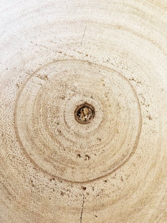 Wooden texture with annual rings, close-up. Abstract background.の写真素材