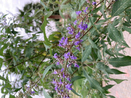 Purple flowers of Salvia officinalis plant in the garden