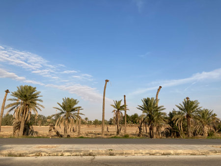 Palm trees on the road.の写真素材