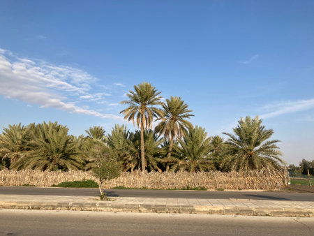palm trees in the park, in africa