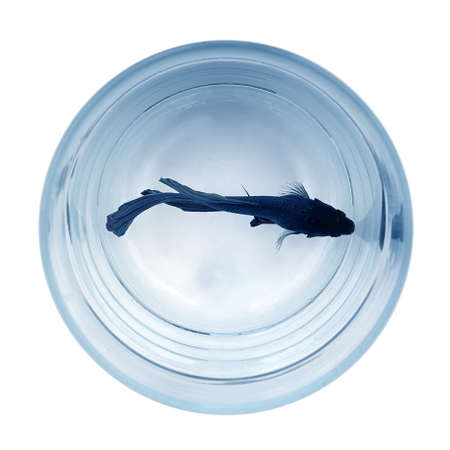 Blue betta fish floats in simple glass cupの写真素材