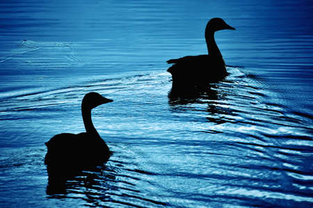Silhouette of geese swimming in a lakeの写真素材