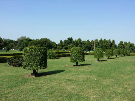 trees