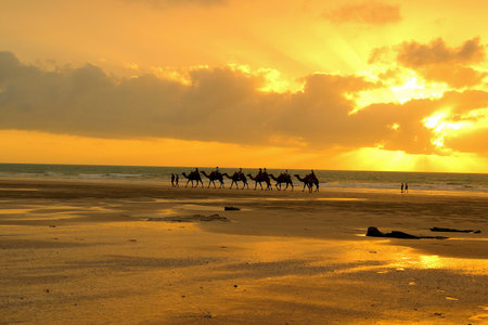 Camels at Sunset Cable Beach, Western Australiaのeditorial素材