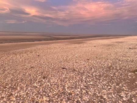Shells at Eighty Mile Beach, Western Australiaのeditorial素材