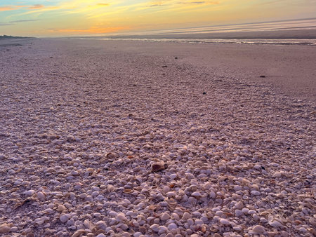 Shells in Sunset at Eighty Mile Beach, Western Australiaのeditorial素材