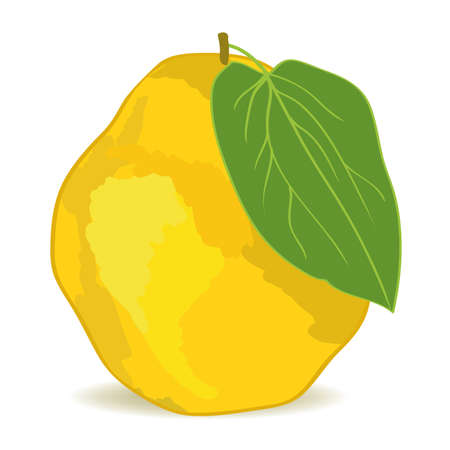 quinceのイラスト素材
