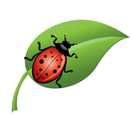 ladybird on a green leaf のイラスト素材
