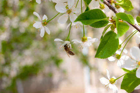 cherry flowers and branches close-upの写真素材