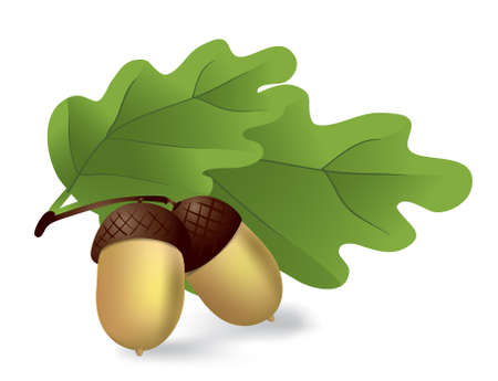 two acorns with green leavesのイラスト素材