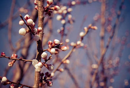 cherry little and simple flowers in springの写真素材