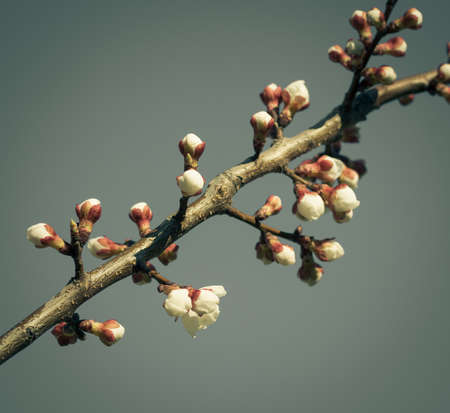 sakura flowersの写真素材