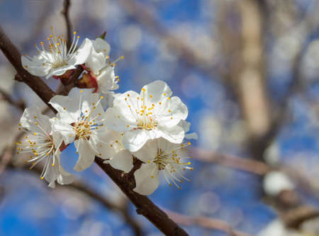 cherry little and simple flowers in springの写真素材