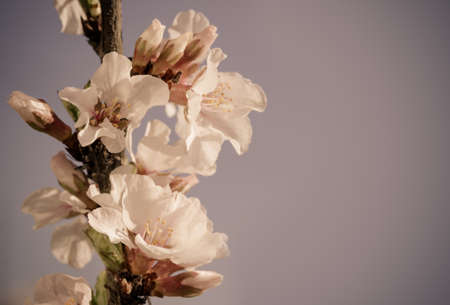 cherry little and simple flowers in springの写真素材