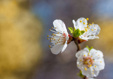 cherry little and simple flowers in springの写真素材