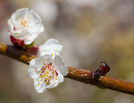 cherry little and simple flowers in springの写真素材