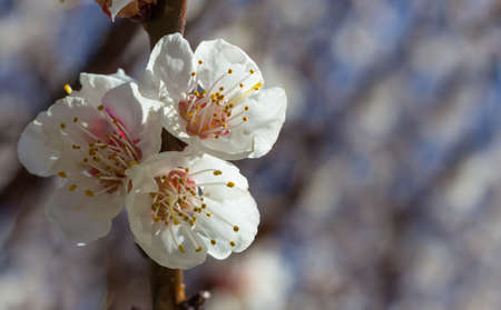 cherry little and simple flowers in springの写真素材