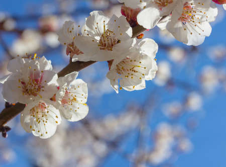 cherry little and simple flowers in springの写真素材