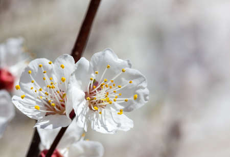 cherry little and simple flowers in springの写真素材