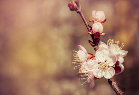 cherry little and simple flowers in spring