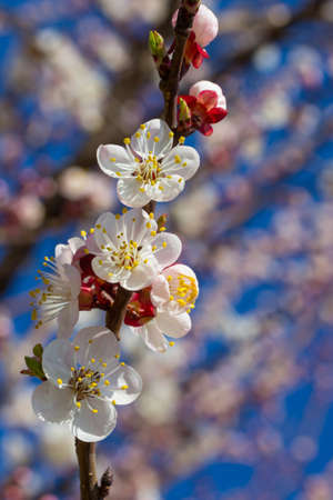 cherry little and simple flowers in springの写真素材