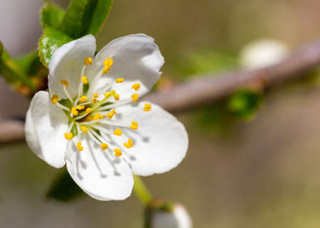 sakura flowersの写真素材