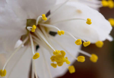 cherry little and simple flowers in springの写真素材