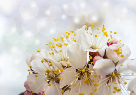 cherry little and simple flowers in springの写真素材