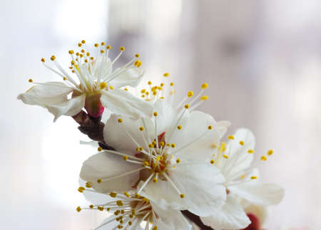 cherry little and simple flowers in springの写真素材