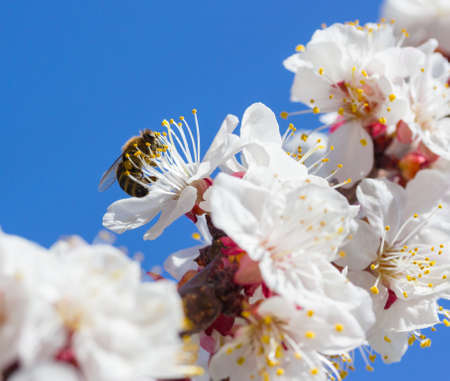 bee in blossoming cherry treeの写真素材
