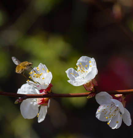 insect eating pollen on a cherry tree flowers