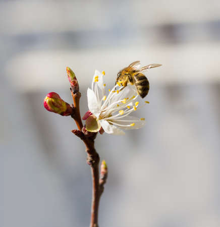 bee in blossoming cherry treeの写真素材